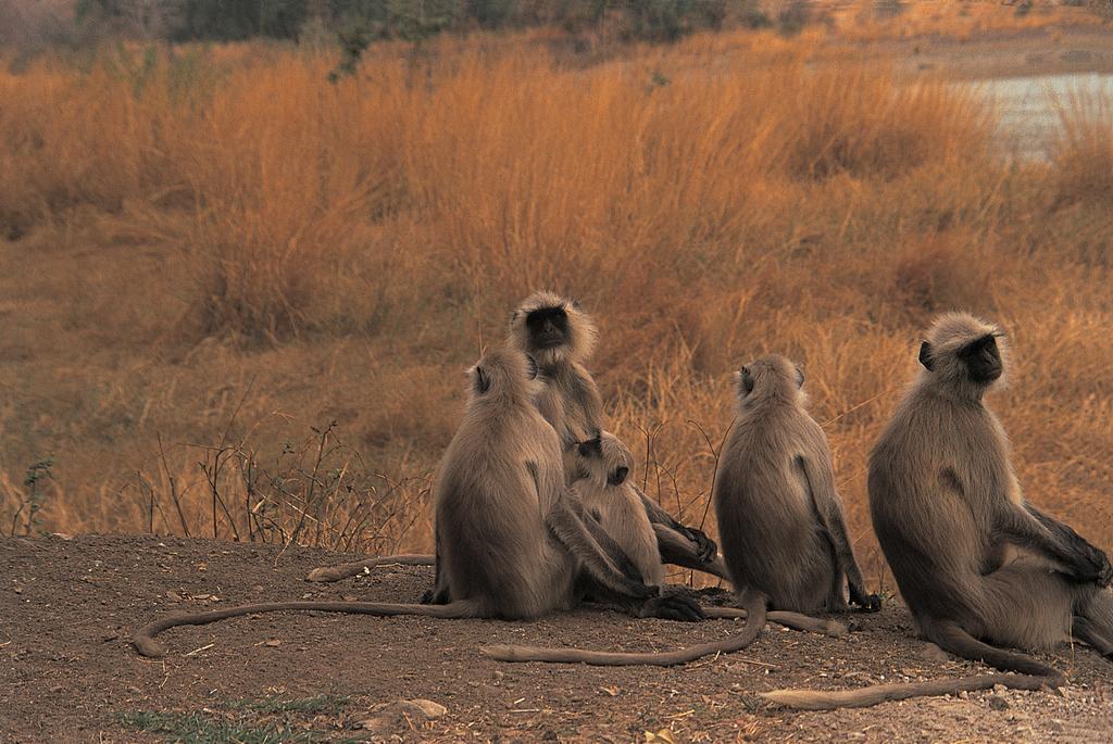 The Oberoi Vanyavilas Wildlife Resort, Ranthambhore Sawai Madhopur Exterior foto